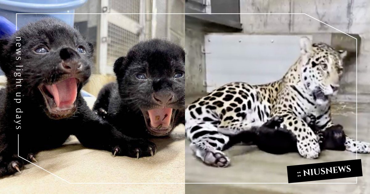 馬麻都是溫柔的！日本動物園初生「小黑豹」吵不停，美洲豹媽一巴掌制伏：快睡別鬧了！ 寵物圈圈、動物園、可愛寵物、花豹、黑豹、大貓、小孩、親子