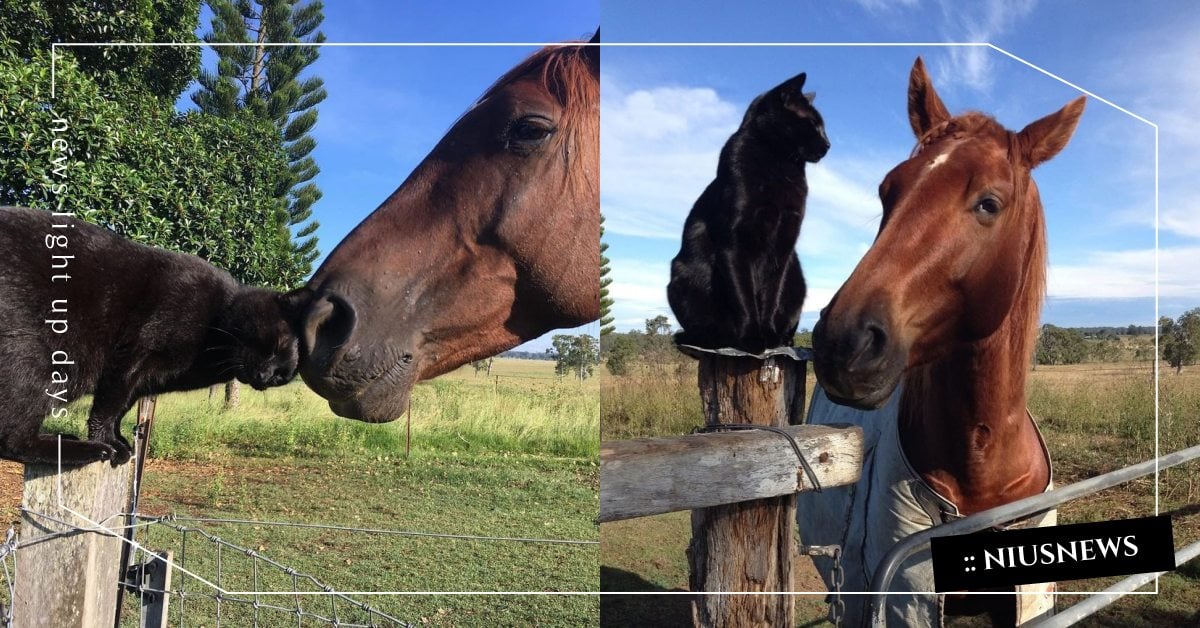 最萌身高差！澳洲「黑貓＆馬兒」的莫逆之交有洋蔥，9年感情超深還會載著貓貓看夕陽！ 寵物圈圈、可愛寵物、動物園、跨物種、馬