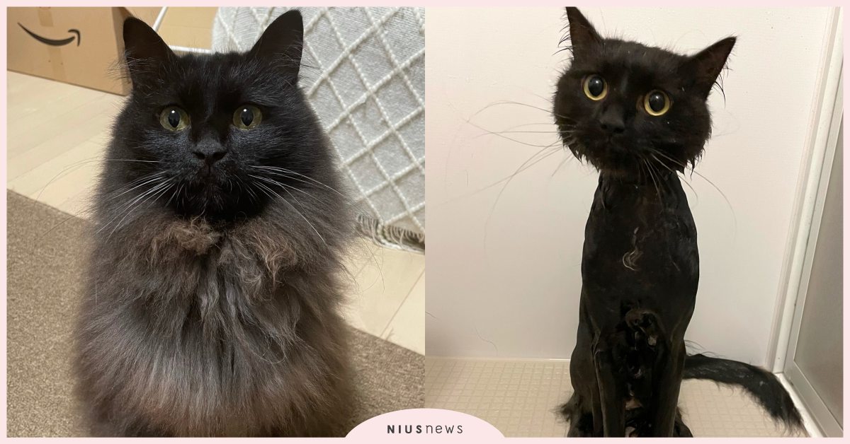 煤炭球變成黑香菇？日本長毛貓遇水「消風」飼主狂笑，網友：吹整前後差太多！  寵物圈圈、可愛寵物、貓咪、日本、推特、貓咪洗澡、人氣網紅貓咪