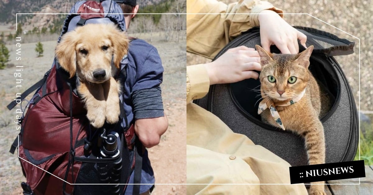 2023「寵物外出包」6款特色比較！價格和評價一次看，懶人包全都替飼主整理好！ 寵物外出包、寵物包、寵物推車、汪喵星球小方塊、小宅包