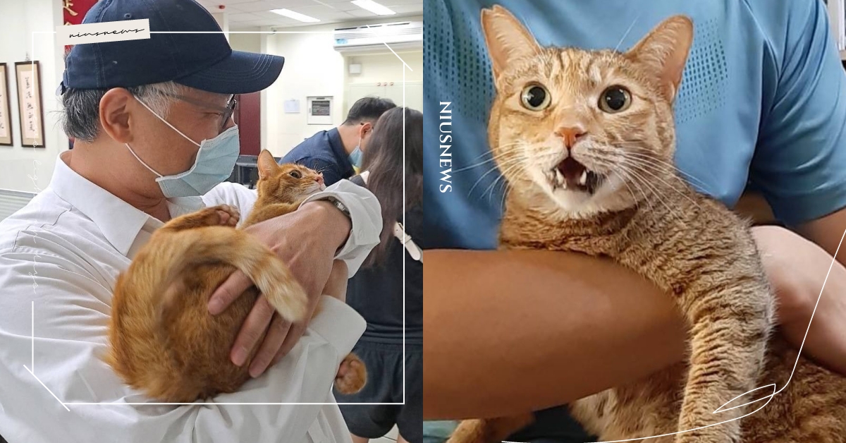貓派站出來！台灣貓奴律師「貓貓給抱打七折」越肥折越多，網笑：可能要先麻醉 貓奴律師、貓咪抱抱打七折、寵物趣聞、貓咪、寵物、貓派、台灣、鏟屎官、貓奴、可愛寵物、可愛、有趣、療癒