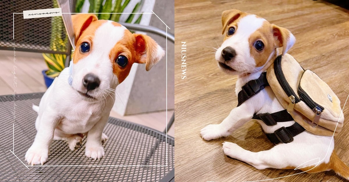 行走的表情包！IG奶萌「傑克羅素梗」EMOJI超治癒，各種傻呆瞬間大集合！ 傑克羅素梗、台灣萌汪、荷包蛋、黃小愛、狗