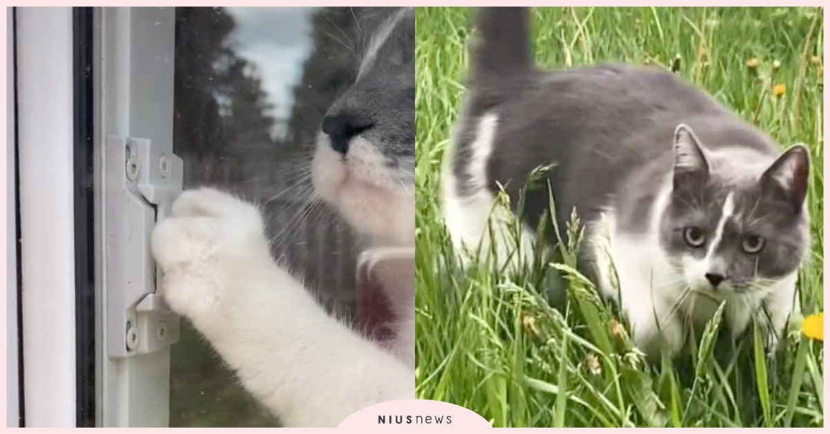 一個指令一個動作！鏟屎官指示灰白貓「自己開窗戶」，結局神展開網友直呼：超聰明！ 可愛寵物、抖音、TikTok、貓貓、可愛