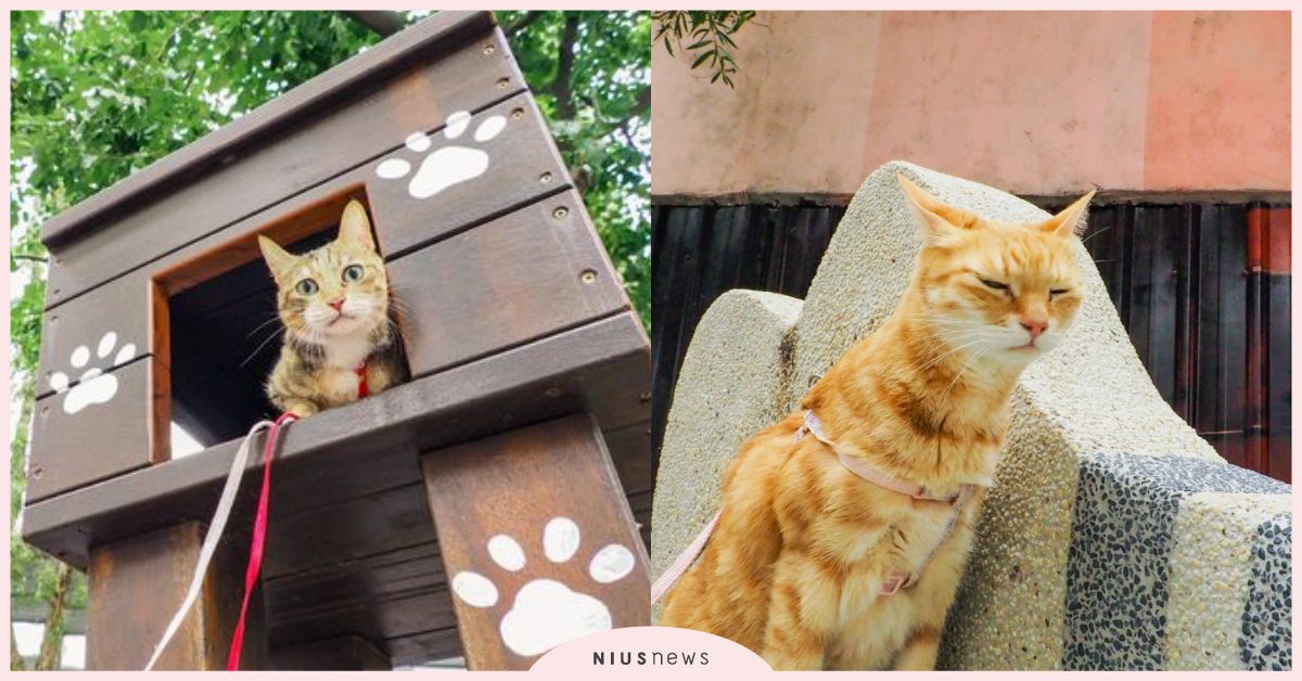 鏟屎官集合啦！台北首座「貓咪公園」正式啟用，貓咪彩繪＋木造貓跳台超級萌！ 寵物友善、貓咪公園、寵物圈圈、寵物出去玩、寵物公園、貓咪、貓奴、鏟屎官