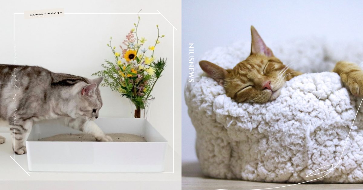 貓咪都在浴室上廁所？6大「貓砂盆管理法」鏟屎官先筆記，獸醫：使用開放式勿擺廁所！ 寵物圈圈、寵物健康、寵物知識、貓咪知識、貓咪、貓砂盆、真想暫時變成貓