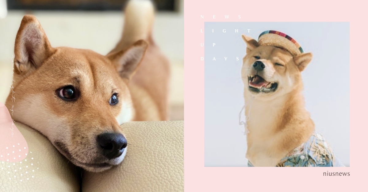 日網爆紅「柴犬心理測驗」！憑直覺選出喜歡的柴犬姿勢，測出你的撒嬌程度＆隱藏性格！ 柴犬心理測驗、心理測驗、心測、性格、個性、撒嬌、特質