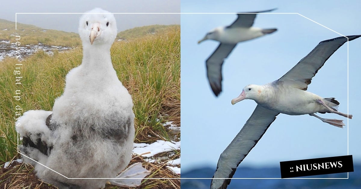 最浪漫的海鳥「信天翁」！愛上了就相伴一生，傳說是大海裡不幸亡魂的化身 信天翁、海鳥、浪漫、動物介紹、傳說故事、可愛動物、動物趣聞、動物、鳥、神奇動物