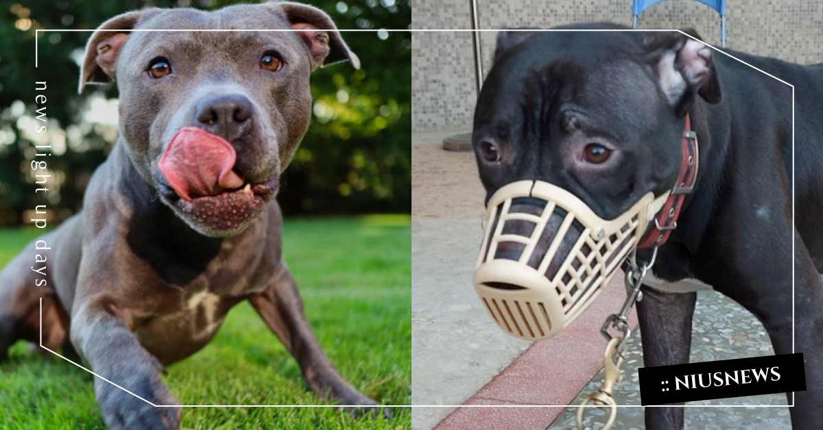 全台「禁養比特犬」實施日期曝光！現有飼主須登記備查，違者將重罰25萬並沒收犬隻 禁養比特犬、比特犬、美國鬥牛犬、寵物新聞、狗