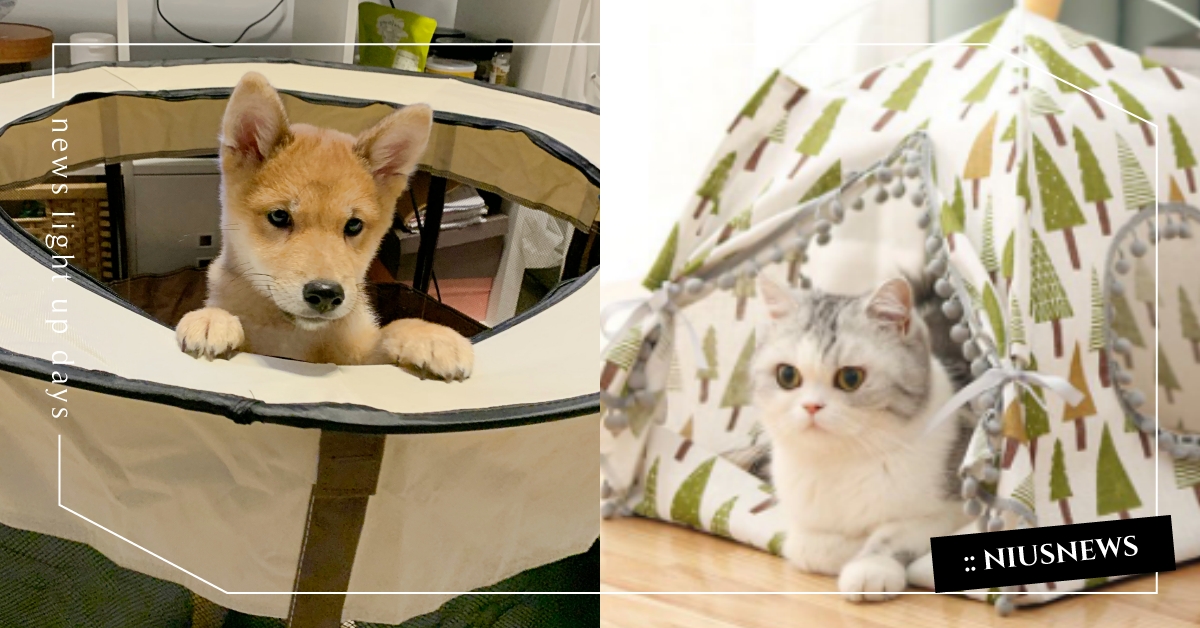 2022最新！蝦皮5款平價「寵物帳篷窩」推薦，輕巧好收納CP值超高！ 寵物帳篷、寵物窩、圍欄、平價、蝦皮、高CP值、柵欄、產房、貓窩、狗窩、寵物帳篷推薦、寵物選品、寵物、動物、可愛、療癒、2022最新