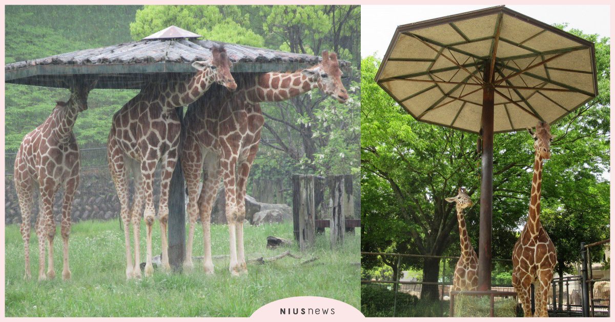 身進頭沒進？日本動物園「長頸鹿三姐妹」躲雨硬要擠小傘，瀏海淋濕了也沒關係？ 寵物圈圈、可愛寵物、長頸鹿、動物園、動物