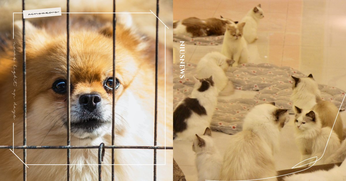 寵物不是玩具！法國2024年「禁止」櫥窗展售貓狗，欲飼養者僅有2管道可獲得毛孩！ 寵物圈圈、寵物健康、寵物快訊、法國、寵物教養、寵物店