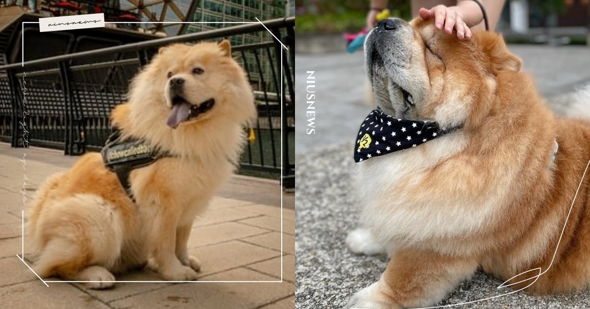 「鬆獅犬」介紹＋5個冷知識！舌頭天生是黑色的、懶人竟一致推崇為養狗首選？ 鬆獅犬、狗狗品種介紹、可愛寵物、冷知識、狗狗界的貓咪