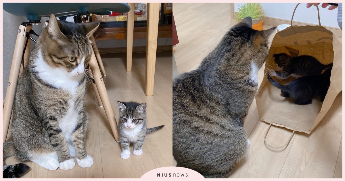 根本是一個模子刻出來的！日本爆紅「虎斑」奶貓＆成貓驚人對比，彷彿一秒坐上時光機！ 可愛寵物、寵物圈圈、推特、日本、貓咪