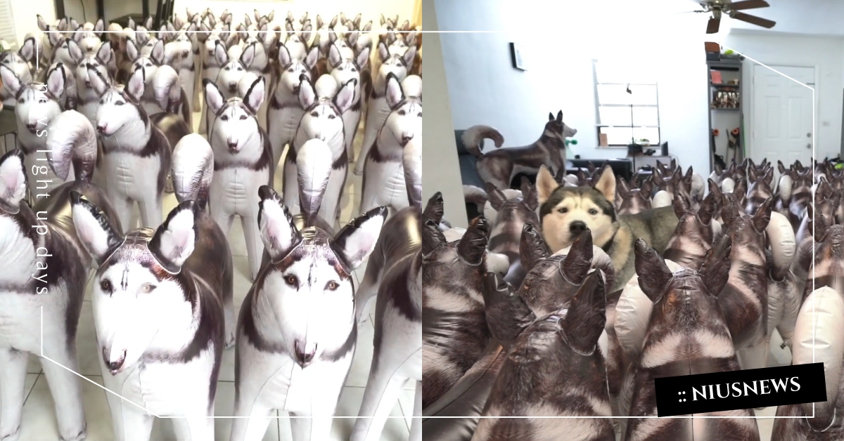 使出影分身？爸準備100隻「充氣二哈」當驚喜，真二哈反應超淡定笑翻網友！ 哈士奇、二哈、影分身、充氣二哈、淡定、萌寵、可愛寵物、狗、寵物、動物、可愛動物、寵物趣聞