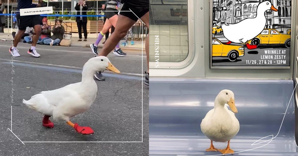 你真的跑好快鴨！TikTok爆紅「北京鴨」於紐約馬拉松穿鞋狂奔，搖搖擺擺超級萌！ 寵物圈圈、可愛寵物、TikTok、抖音、北京鴨、鴨子、馬拉松、寵物、可愛、寵物趣聞