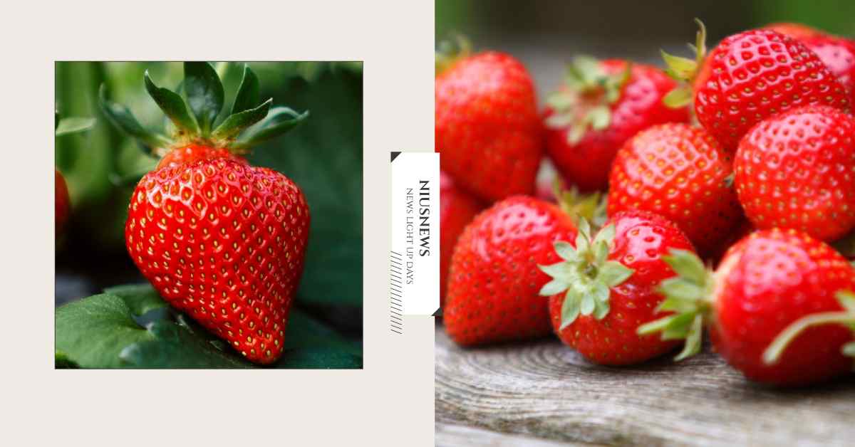 草莓品種有哪些？一文了解台灣+日本人氣8品種，「別先去除蒂頭」清洗更乾淨 草莓、台灣、日本、水果、草莓季