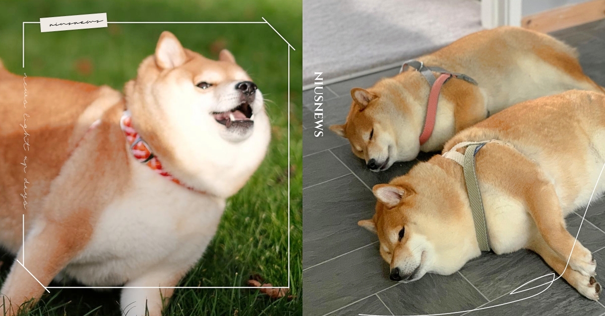 兩種可愛一次滿足！IG激萌柴犬組合肥美出擊，表情滿是迷因獲封「雙狗版doge」 柴犬、咖哩包、梗圖柴犬、doge、寵物IG介紹
