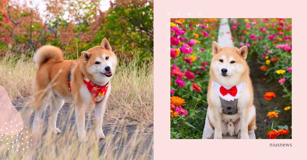 2023全台8個「帶狗狗賞花」景點推薦！花海秘境懶人包，讓你遛毛孩追花兩不誤！ 賞花、寵物友善景點、遛狗、帶狗狗賞花、寵物出去玩