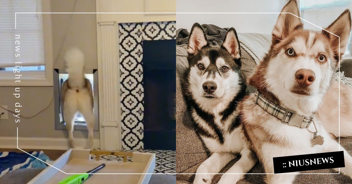 寵物門前跳探戈？美國爆紅「哈士奇」搗亂被發現拔腿就跑，聰明模樣獲400萬粉絲讚！ 寵物圈圈、可愛寵物、哈士奇、抖音爆紅、美國