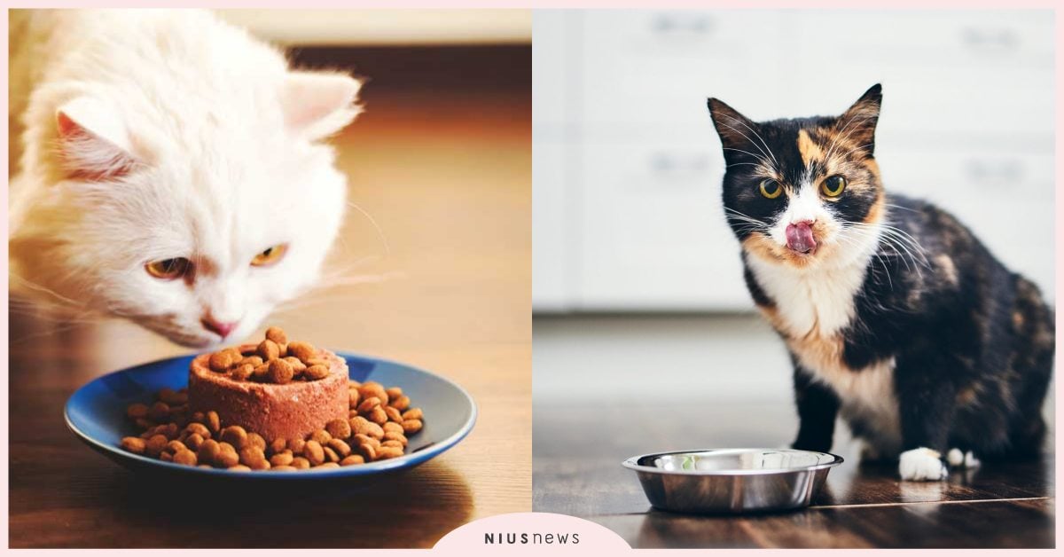 不要換成老貓配方！「中老年貓配方飼料」需注意的5大觀念，蛋白質含量最應考量！ 寵物健康、寵物飲食、老貓照顧、營養保健、貓咪飲食