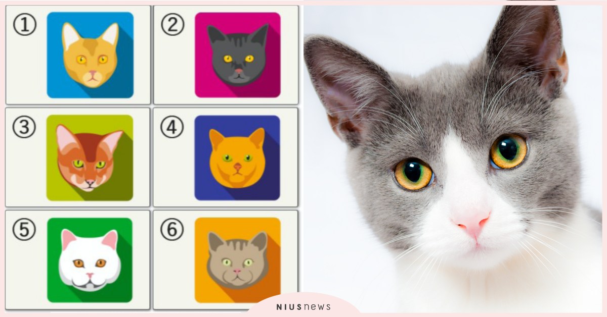 心理測驗「你得罪人的原因」？憑直覺選貓咪測你為何被討厭，小心說話太直接卻不自知 心理測驗、貓咪、寵物、被討厭、得罪人、性格、個性、特質、心測