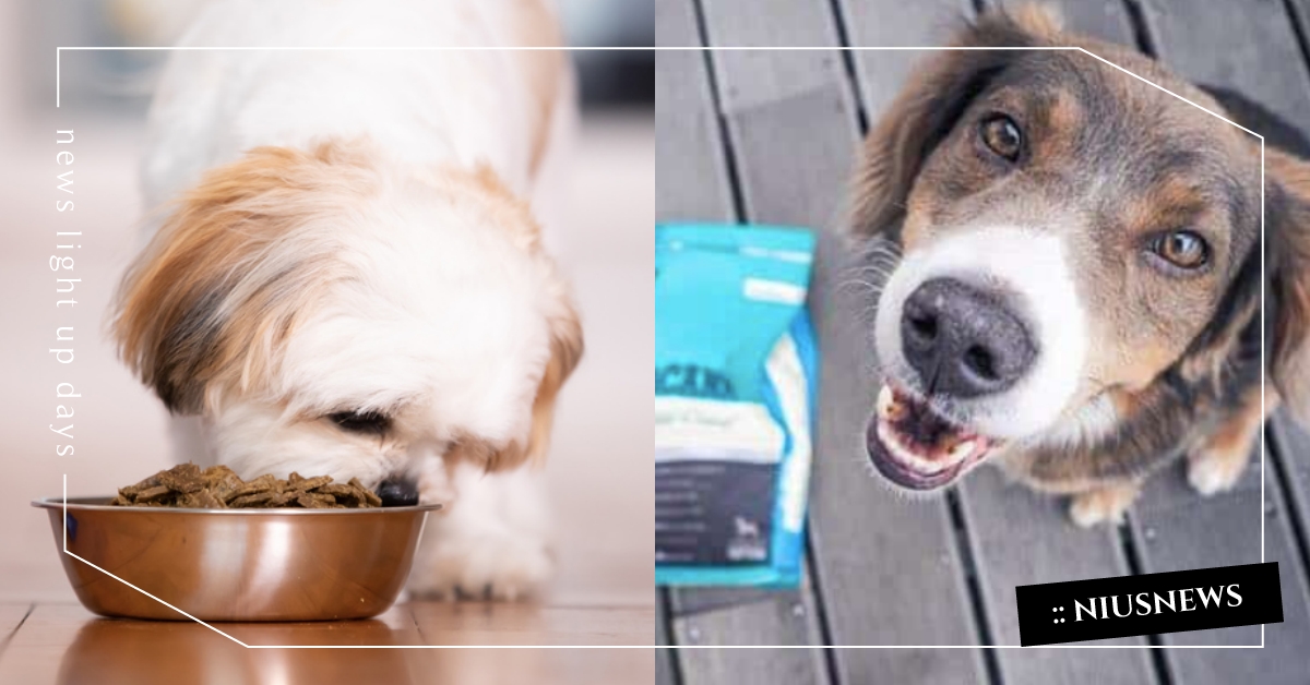 2022最新！12款「高品質狗飼料」特色比較，價格和成分一次看！ 狗飼料、狗糧、乾乾、懶人包、2022最新