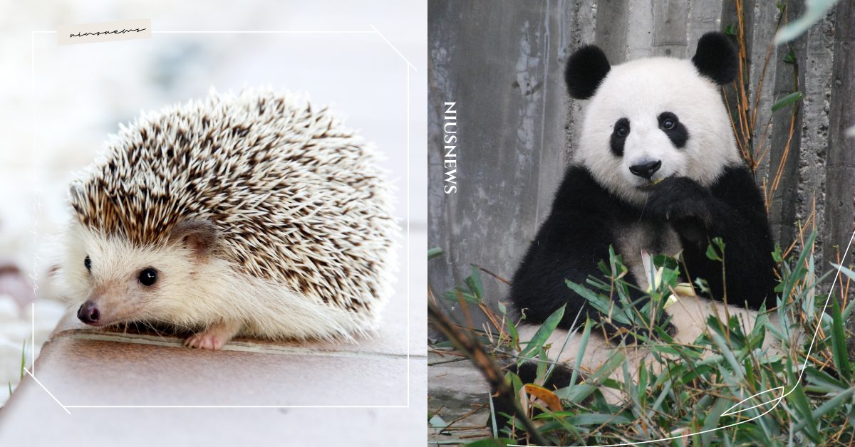 心理測驗「你內心住著哪種動物？」10題輕鬆測出習慣＆個性，16萬人都說神準！ 寵物圈圈、寵物吃喝玩樂、動物、心理測驗、動物心理測驗