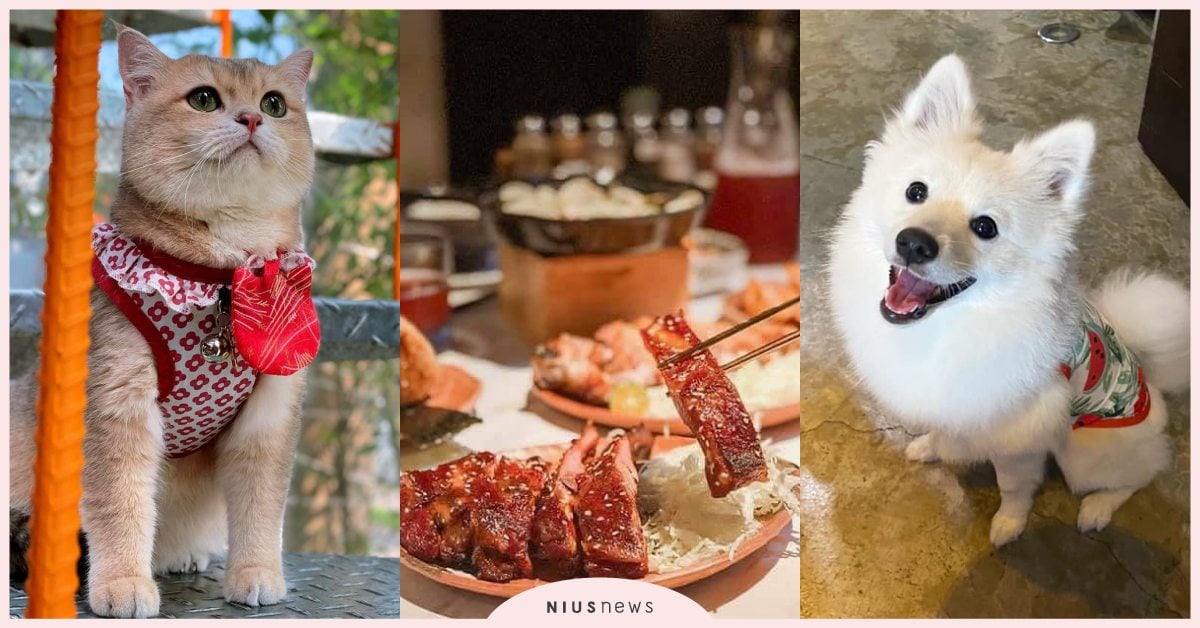 台北內湖5間「寵物友善餐廳」推薦！提供毛小孩清水煮和牛，大面落地窗照片拍不完！  可愛寵物、寵物出去玩、寵物友善、寵物友善餐廳、內湖區寵物友善餐廳、寵物餐、狗狗餐