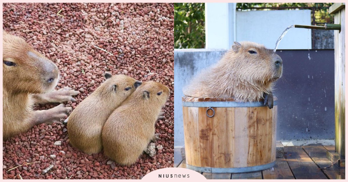 天冷就是要泡湯！激萌「水豚」一屁股坐進泡澡桶直接滿出來，網友萌哭：只能泡半身！ 寵物圈圈、可愛寵物、水豚、泡湯、推特、日本、可愛、動物、動物園
