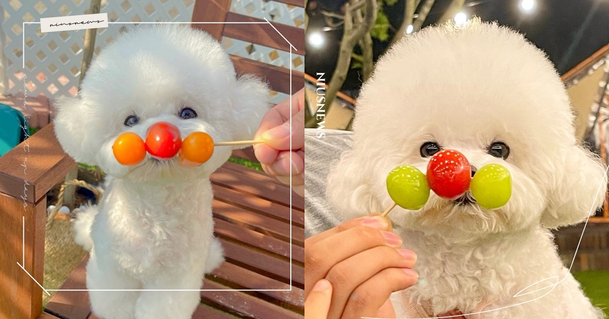 鏟屎官學起來！韓國IG激萌「麵包超人」寵物攝影，用水果串起毛小孩的可愛腮紅！ 麵包超人、寵物攝影、韓國、拍照姿勢、호빵맨、毛小孩、狗、貓、萌寵、可愛寵物、寵物、動物、麵包超人攝影、腮紅、臉紅紅