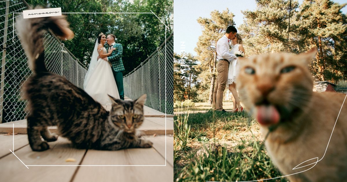 我覺得噁心啦！婚禮攝影師捕捉佳偶旁的「單身貓」，無奈神情表露無遺！ 寵物圈圈、可愛、攝影師、貓咪、婚紗攝影、婚禮攝影、推特