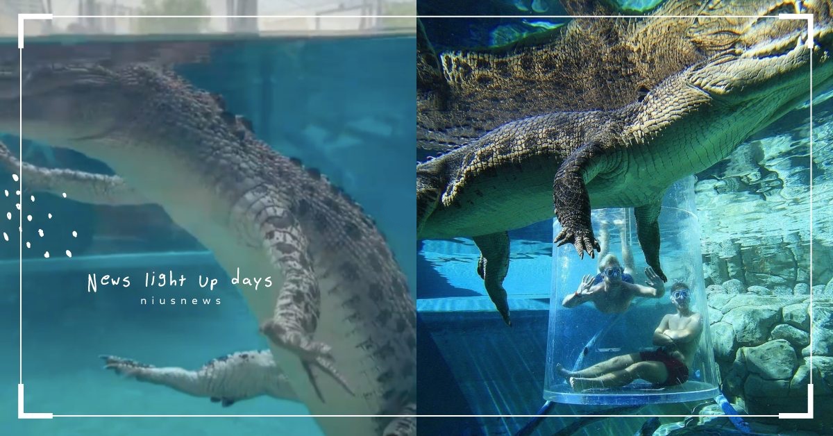 大字型睡姿超舒服！澳洲鱷魚園「鹹水鱷」水中漂浮引人注目，網友：借過我要拍照！ 寵物圈圈、可愛寵物、澳洲、鱷魚、鱷魚樂園