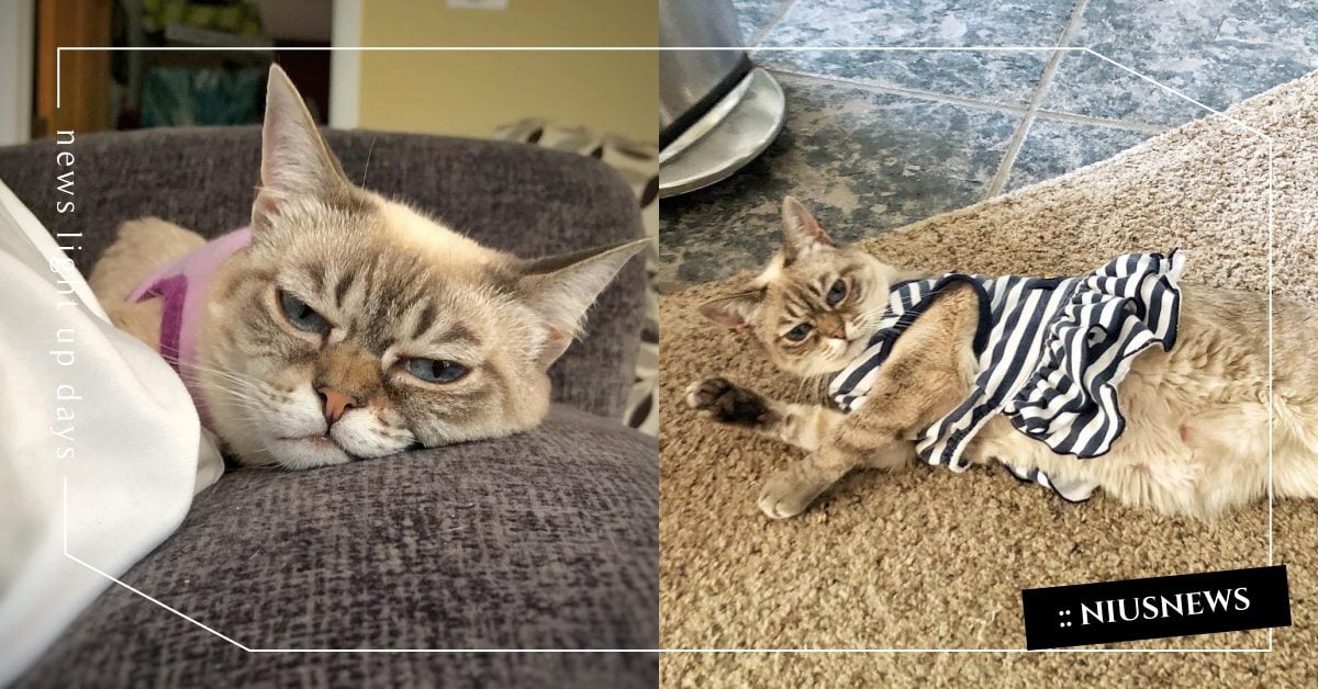 天生長得超厭世！美國小灰貓「酸菜」臉超臭全網爆紅，其實個性超反差根本天使貓咪！ 寵物圈圈、可愛寵物、貓咪、美國、厭世貓咪