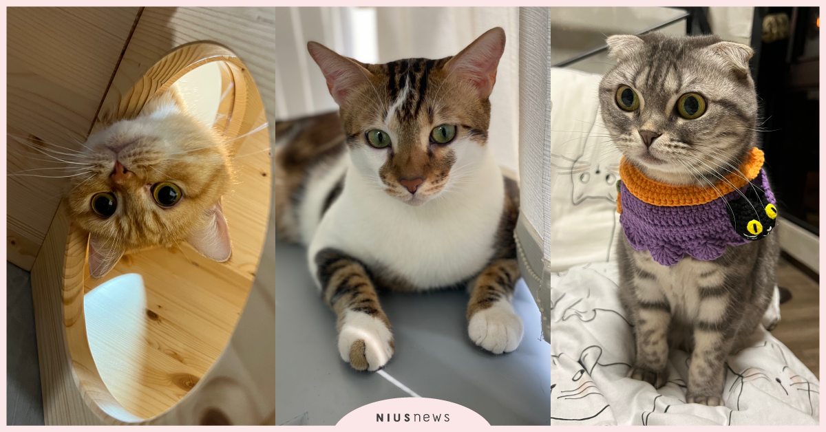  1215貓奴日！愛貓人的10大共通點，貓照片比自拍多、路上遇到野貓還會打招呼！ 寵物圈圈、美國貓奴日、鏟屎官、貓奴、愛貓人、貓奴日、貓咪
