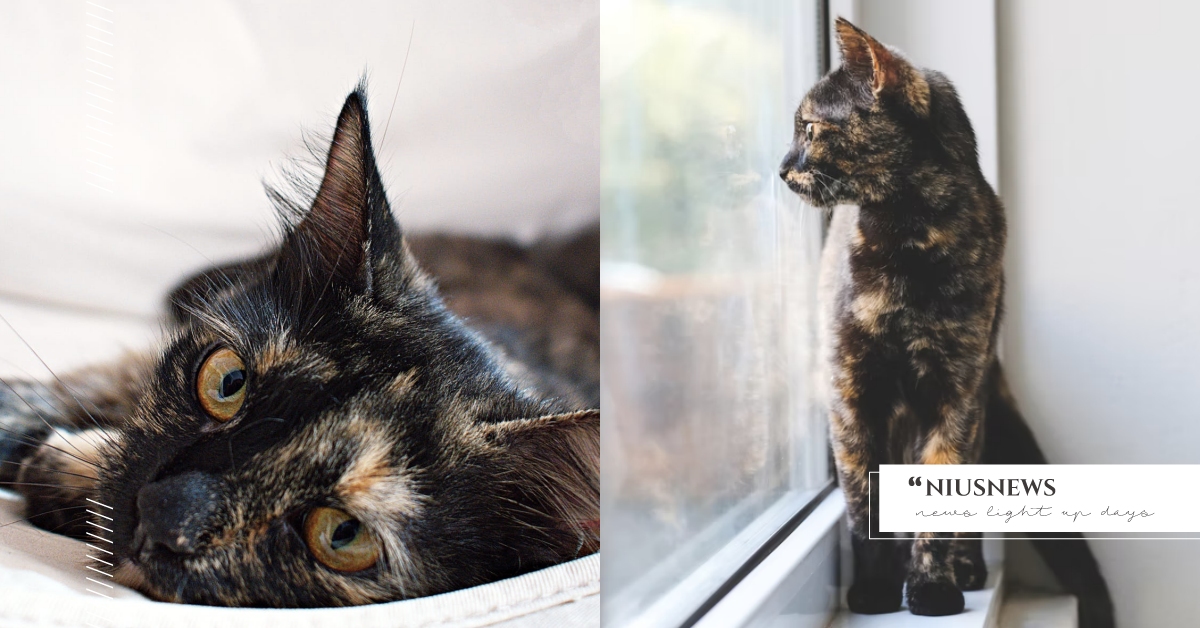 玳瑁貓７大特質分析！「個性軟萌、招財又招桃花」叫我乖寶寶第一名！ 玳瑁貓、米克斯、貓咪、個性、特質、寵物趣聞、貓咪冷知識、寵物知識、個性分析、貓咪花色、貓奴、鏟屎官、貓咪個性