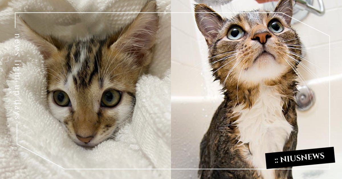 勿抓貓後頸！關於「貓咪洗澡」的5大注意事項，獸醫提醒：長毛貓洗澡是不可避免的！ 寵物圈圈、可愛寵物、寵物教養、寵物健康、貓咪洗澡