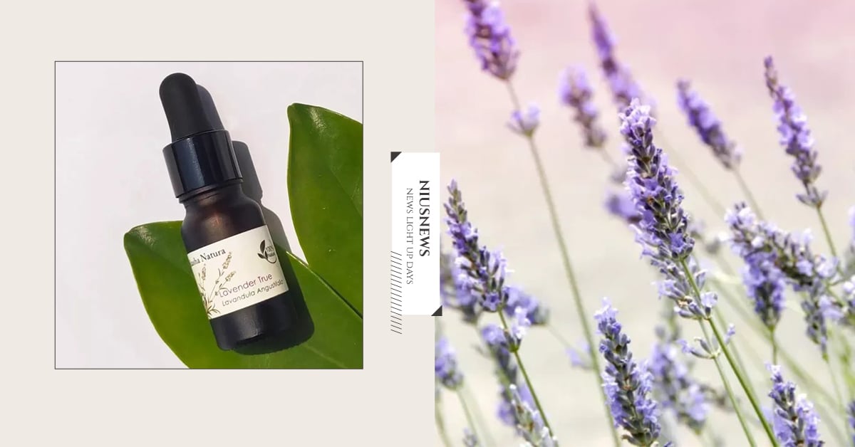 薰衣草精油功效有哪些？3大種類怎麼挑？一文看懂！ 薰衣草、精油、百科、種類、精油之母、提振精神