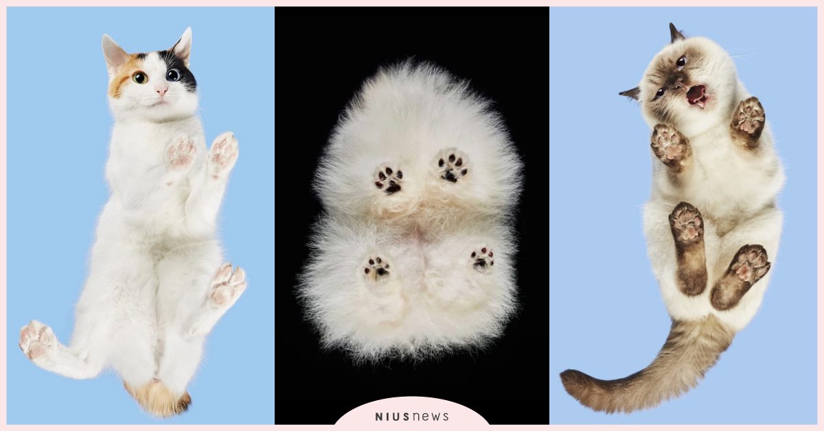 專拍寵物的下面？立陶宛攝影師超愛「死亡角度」，毛孩肉球與粉紅肚肚一覽無遺！ 寵物圈圈、可愛寵物、攝影師、肉球、毛孩、寵物