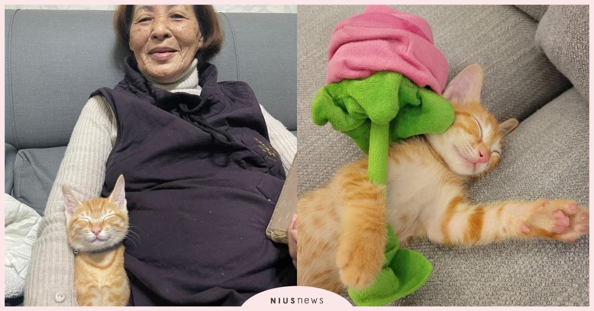 看個電視笑咪咪！3月大超萌「小橘貓」陪太祖看電視到睡著，療癒模樣融化上萬人！ 寵物圈圈、橘貓、寵物、毛小孩、可愛寵物