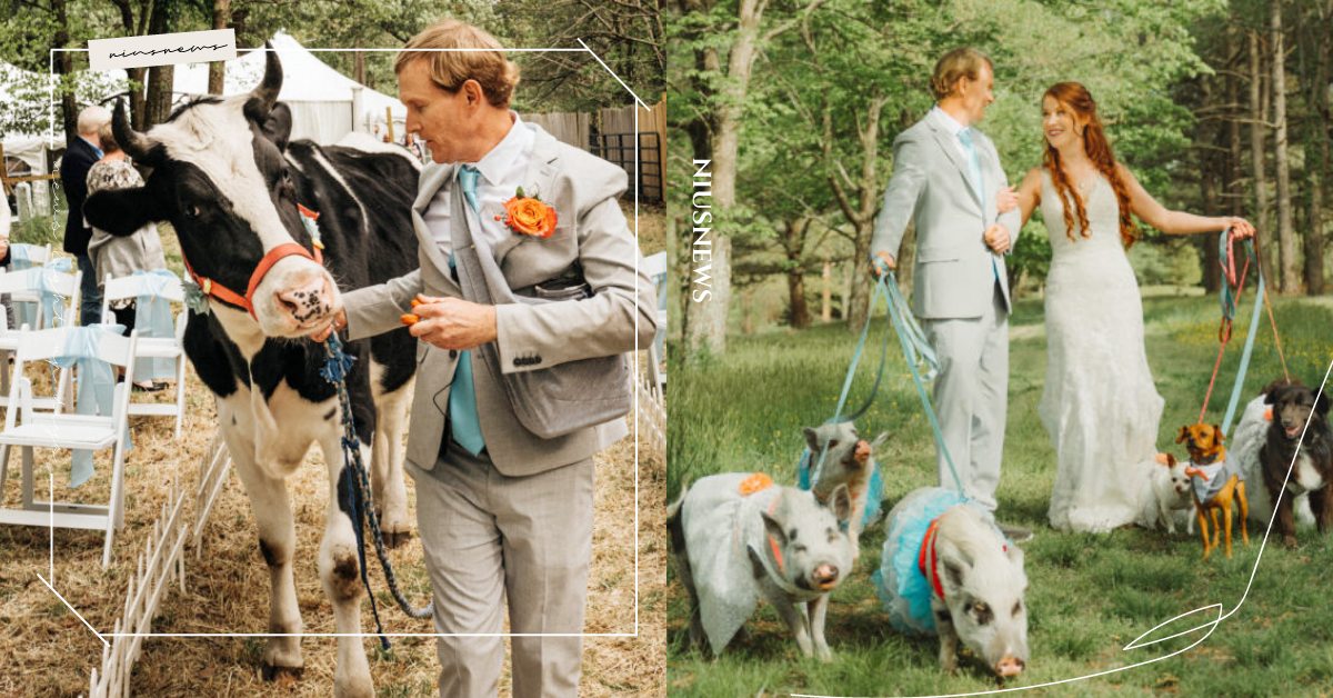 婚禮伴郎竟是乳牛？夫妻攜手「24隻動物」辦農場婚宴，牛牛：有問過我意見嗎？ 寵物圈圈、可愛、婚禮、新郎、新娘、農場、可愛寵物、療癒新聞