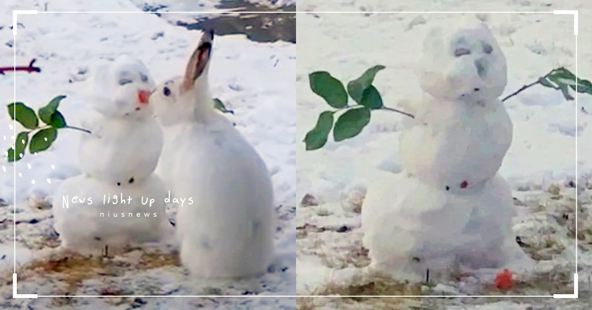 怎麼可以吃雪人！野生兔兔巧遇雪人卻「啃掉紅蘿蔔鼻」，雪寶：只能Let it go 可愛寵物、兔子、雪寶、佛地魔 、動物趣聞、雪人、紅蘿蔔、兔子吃雪人、有趣影片、療癒、可愛、爆笑