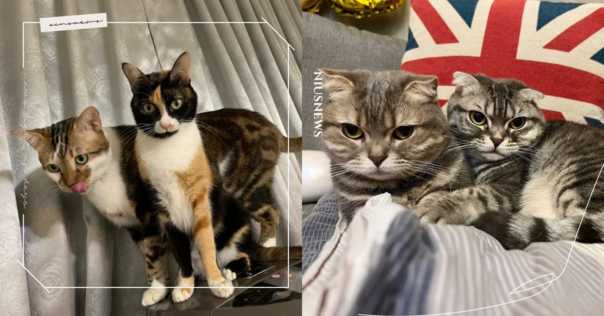 位居致死率第五名！貓咪「心臟病」好發品種Top5，年齡層、病因一次看！ 寵物圈圈、寵物健康、貓咪健康、貓咪心臟病、寵物疾病、貓咪疾病、貓咪知識