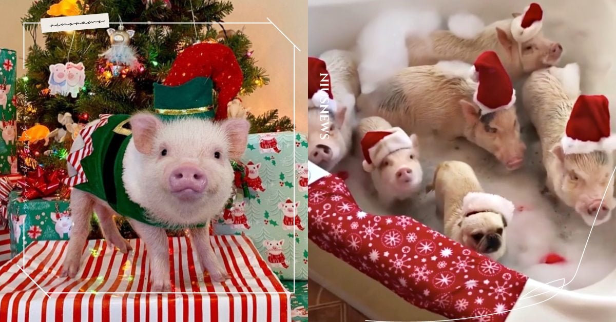 聖誕節一起洗香香！美國「迷你豬」寶寶超萌打扮擄獲70萬粉絲，有床睡還有電影看！ 可愛寵物、寵物圈圈、迷你豬、寵物趣聞、豬