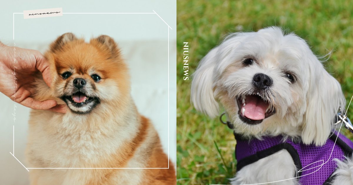 位居致死率第二名！狗狗「心臟病」好發品種Top5，發現此症狀須立即送醫！ 寵物圈圈、寵物健康、狗狗健康、狗狗心臟病、寵物疾病、狗狗疾病、狗狗知識