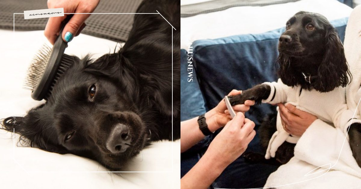 狗狗也可以一起Spa！5星酒店推出「人寵水療方案」，除了精油芳療還能修指甲！ 寵物圈圈、寵物友善、寵物出去玩、寵物美容、狗狗、寵物Spa