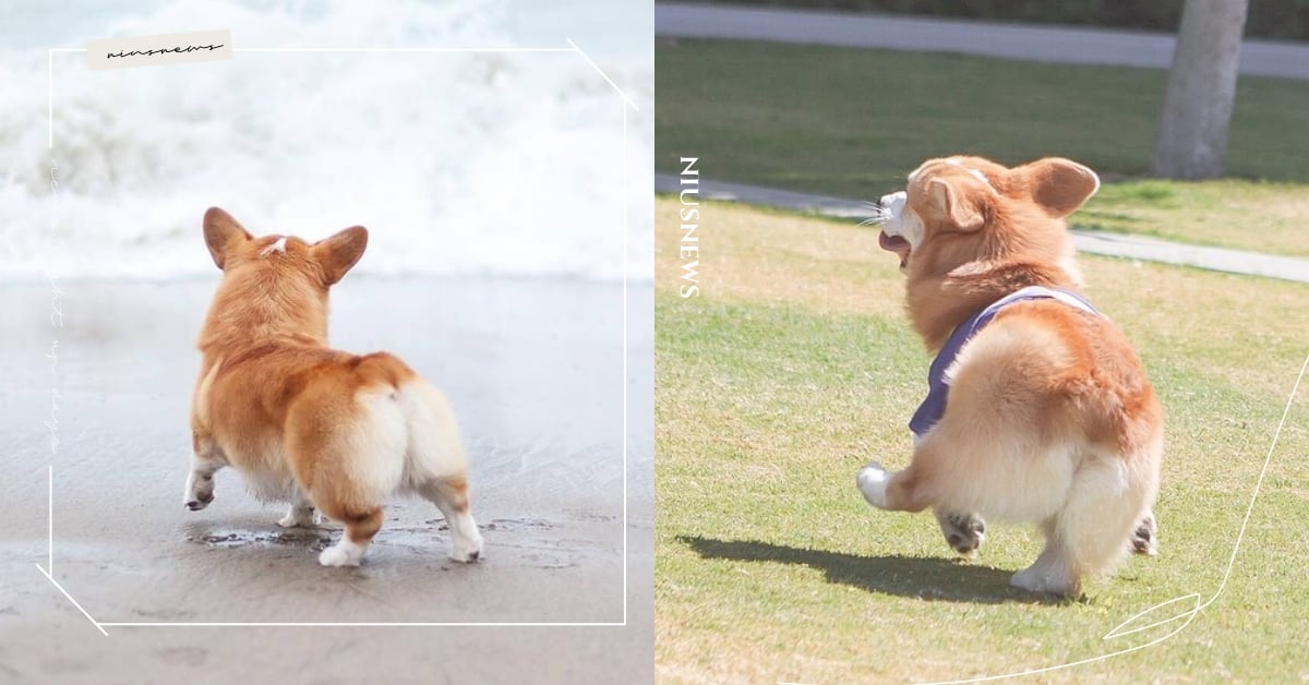 獲封最萌基屁股！IG爆紅短腿小柯基「療癒背影」可愛出擊，網：寵物界最美風景 柯基、基屁股、柯基臀模、療癒背影、小短腿