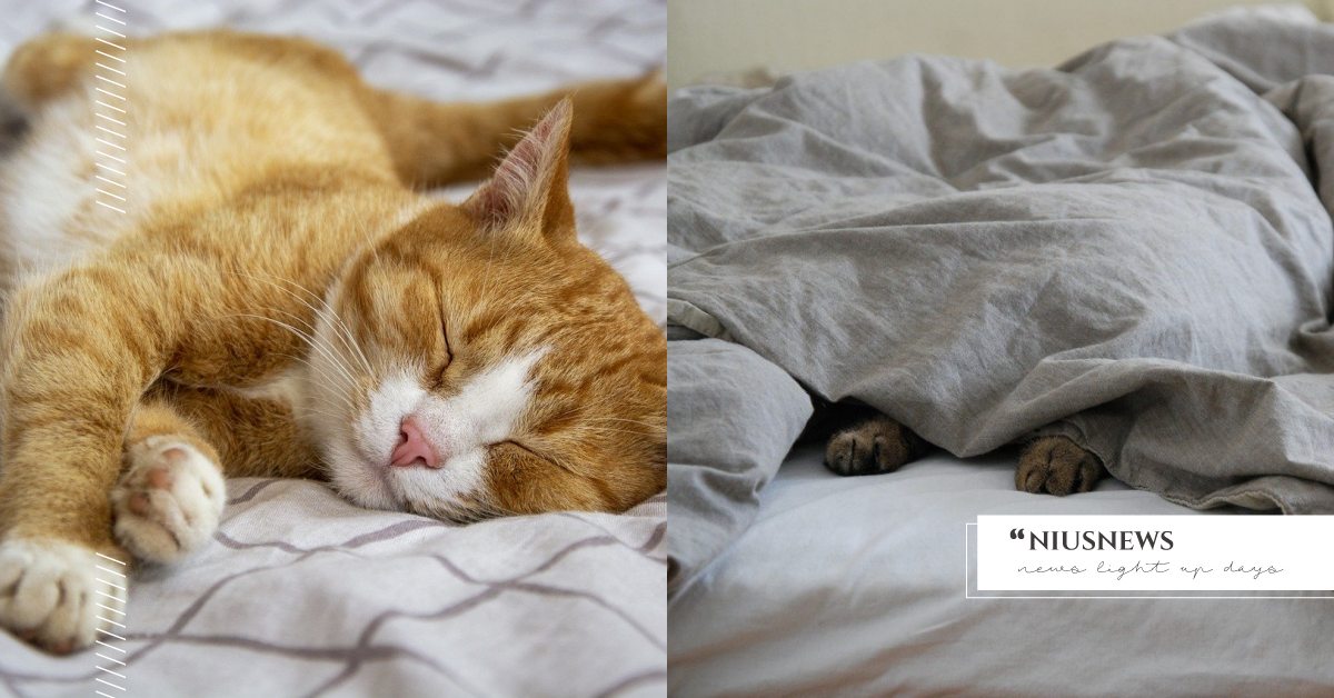 腳圈成Ｏ字型擺好！超準「貓行為」小測驗，貓咪通常喜歡睡你床上的哪裡？ 寵物圈圈、可愛寵物、貓咪智商、貓咪智商測驗、貓行為測驗、貓行為、貓咪