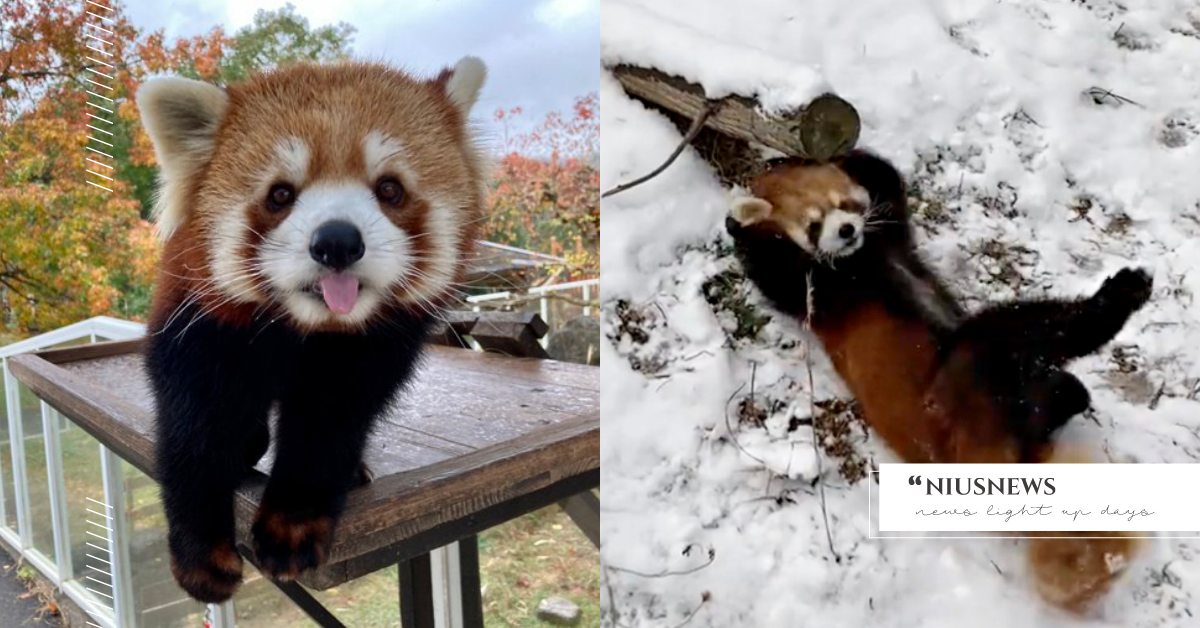 看到雪好高興！日本動物園「小貓熊」遇雪瘋狂蹭蹭，拳打腳踢模樣融化網友！ 可愛寵物、動物園、日本動物園、小貓熊、下雪、可愛、推特