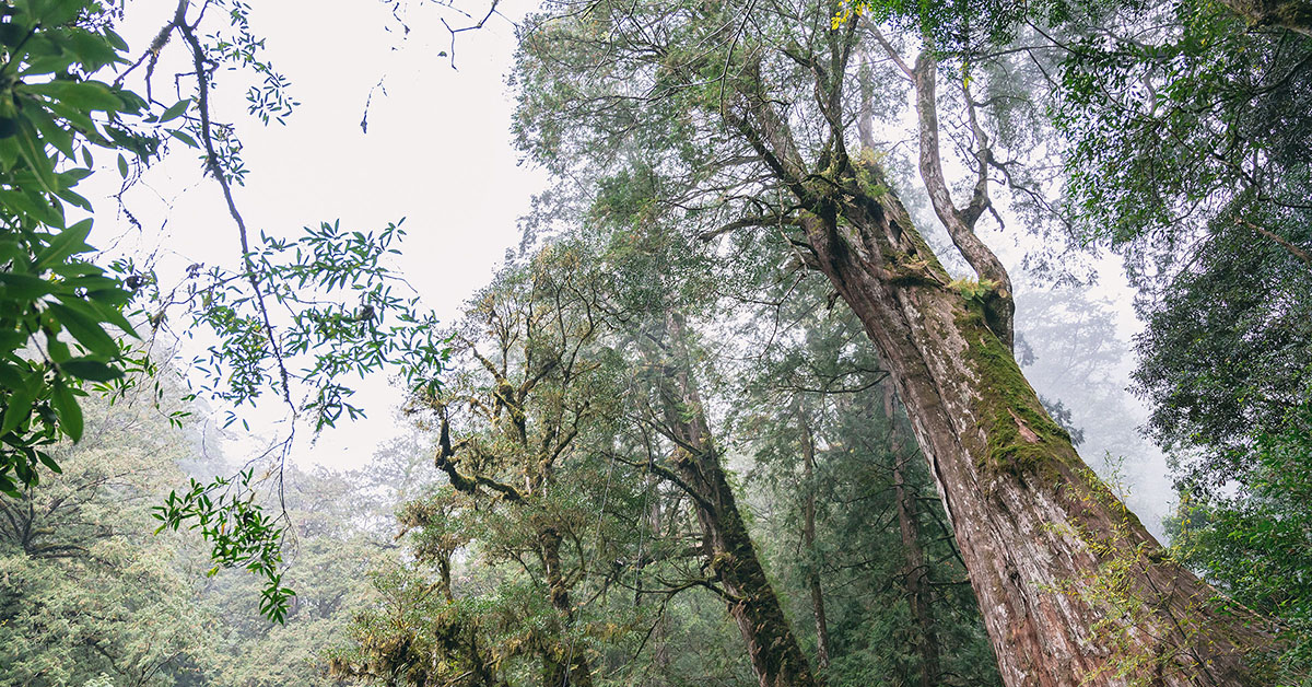 桃園．復興 | 二日輕旅行 | 徜徉森林，體驗藝術、瑜珈，感受美味的原民料理 三民蝙蝠洞、天恩農場、小烏來天空步道、桃園復興鄉、德拉蜜景觀咖啡、拉拉山風景區、東眼山森林遊樂區、桃園金牌好遊、桃園自在遊、沐旅時光、納桑麻谷、樂遊人