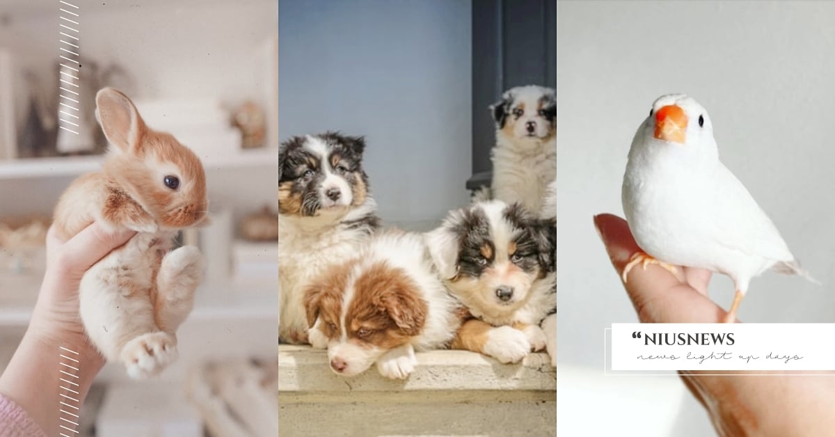 養寵物和性格有關！8大熱門寵物「主人個性分析」，原來養兔兔的人藏著一顆少女心？ 飼主、個性、鏟屎官、貓、狗